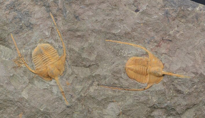 Pair Of Lonchodomas (Ampyx) Trilobites - Morocco #45067